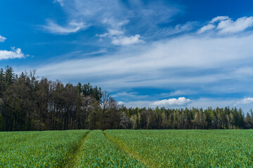 Forest Landscape. Forest landscape with a blue sky, ideal for backgrounds, nature themes, scenic themes.

