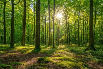 Obraz premium Sunlight filtering through a lush green forest with tall trees
