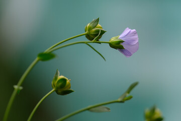 Delicate flax flower against a blue sky..