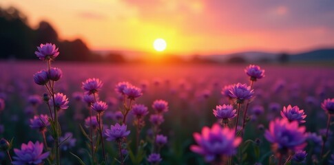 Fototapeta premium Softly glowing sunsets illuminate a sea of purple wildflowers, blooming, sunset