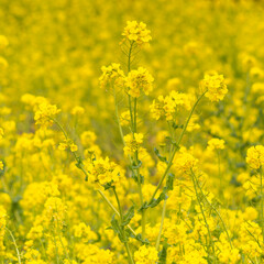 都心散歩　梅満開の頃の浜離宮