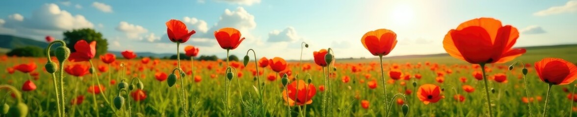 Wide shot of the wild poppy field in full bloom, sunny, wildflower, green grass