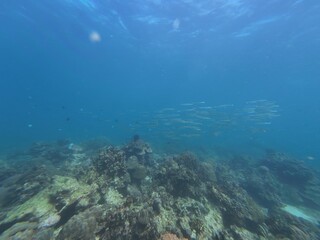 Top vew of shoal of Eel Catfish swim and feeds on seabed, Slow motion. Close-up of school of juvenile Striped Eel Catfish (Plotosus lineatus) rolling like wave over sandy bottom and feeding
