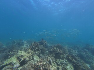 Top vew of shoal of Eel Catfish swim and feeds on seabed, Slow motion. Close-up of school of juvenile Striped Eel Catfish (Plotosus lineatus) rolling like wave over sandy bottom and feeding