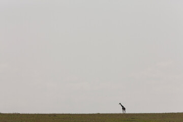 Girafe