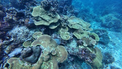 An underwater ecosystem built by colonies of tiny animals 