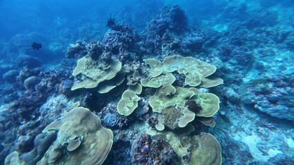 An underwater ecosystem built by colonies of tiny animals 
