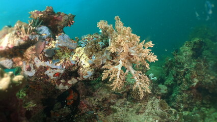 An underwater ecosystem built by colonies of tiny animals 
