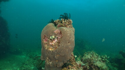 An underwater ecosystem built by colonies of tiny animals 