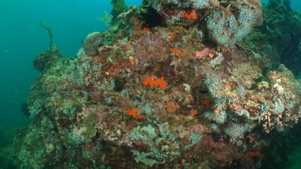 An underwater ecosystem built by colonies of tiny animals 