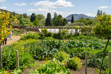 holistic vegetable garden growing in springtime