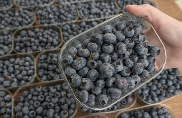 Pojemnik plastikowy ze świeża borówka amerykańska z bliska © Paweł Kacperek