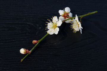 黒いバックに置いた白梅