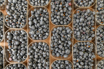 Duże ilości borówki amerykańskiej, słodkie owoce jagodowe, letnie zbiory © Paweł Kacperek