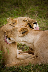 Lion