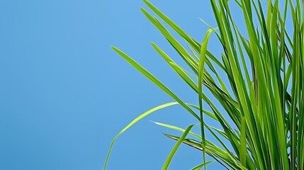 Vibrant Green Grass Blades Against a Bright Blue Sky