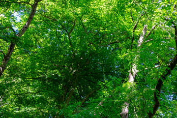 Green forest canopy background