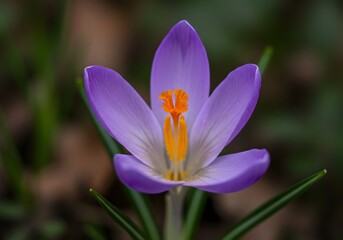 Fototapeta premium Close-up of Purple Crocus Flower Blooming with Orange Pistil and Stem