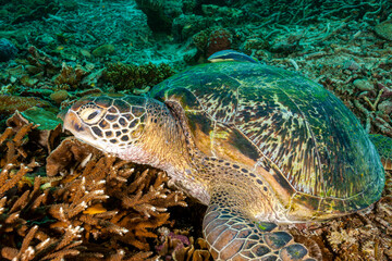 Fototapeta premium Indonesia, Raja Ampat, Green Sea Turtle (Chelonia mydas)