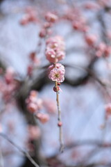 早春の梅