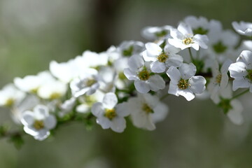 枝が曲線を描く