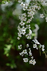 枝が曲線を描く