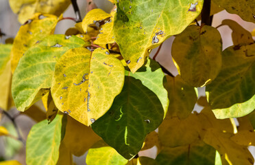 Photos of yellowed tree leaves in autumn.