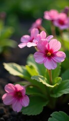 Pink primrose Primula flowers growing in a shaded garden bed, growth, primroses, gardenbeds