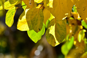 Photos of yellowed tree leaves in autumn.
