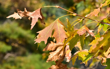 Photos of yellowed tree leaves in autumn.