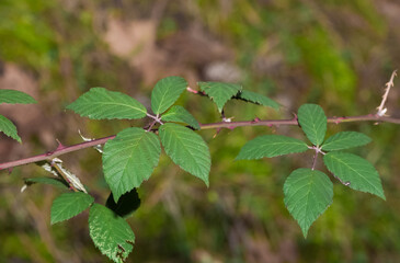 Photos of yellowed tree leaves in autumn.