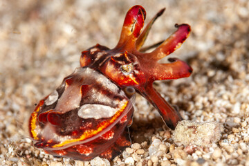 Indonesia, Raja Ampat, Flamboyant Cuttlefish (Metasepia pfefferi)