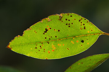Photos of yellowed tree leaves in autumn.