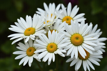 Fototapeta premium bunch of white daisies with yellow centers in a field