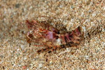 Indonesia, Raja Ampat, Marbled Shrimp (Saron marmoratus)