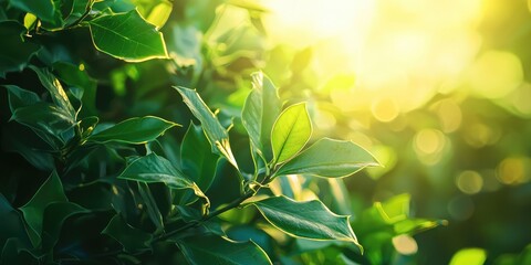 A close-up of a holly bush with sunlight filtering through the leaves, creating a festive atmosphere.