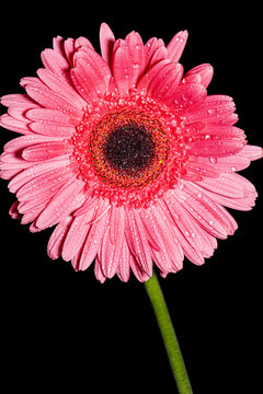 pink flower close up shot