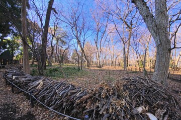 Fototapeta premium 春の公園