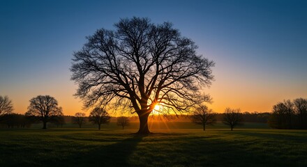 Fototapeta premium Solitary Tree Silhouette Against a Vibrant Sunset in a Green Field