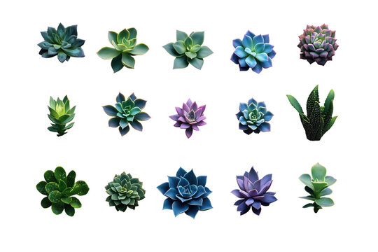 Verschiedene Blumen und Pflanzen &ndash; PNG mit transparentem Hintergrund

