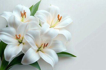 Obraz premium Elegant close-up of white lilies, perfect for funeral displays, memorial services, and serene floral arrangements. Ample space for adding personalized messages.