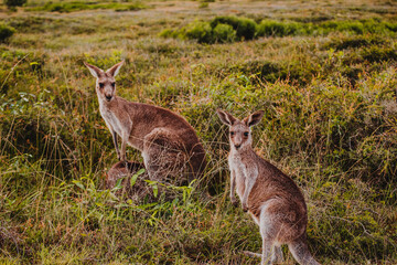 kangaroos in the grass in Australia