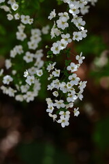 枝が曲線を描く