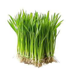 Fresh Wheatgrass Shoots isolated on transparent background