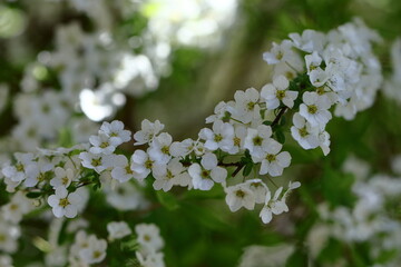 枝が曲線を描く