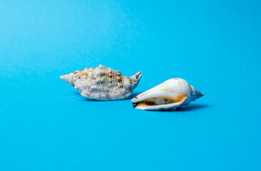 Seashells arranged on a light blue background