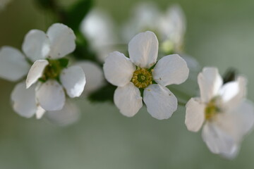 枝が曲線を描く