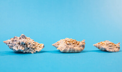 Seashells arranged on a light blue background