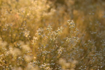 fiori bianchi al tramonto in estate