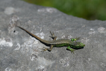 The Iberian rock lizard (Iberolacerta monticola) is a species of lizard in the family Lacertidae.